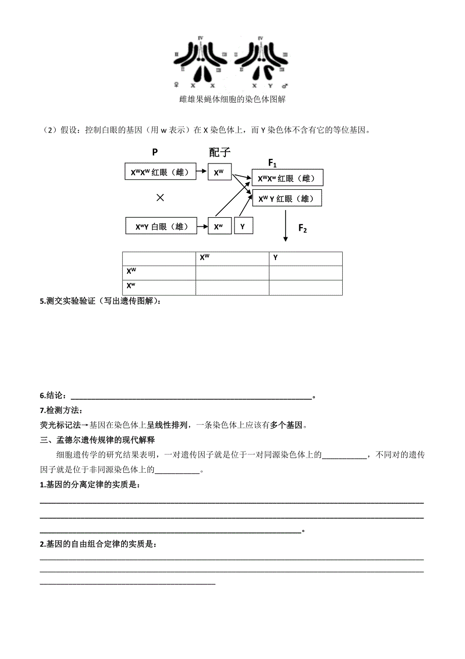 基因在染色体上学案_第2页