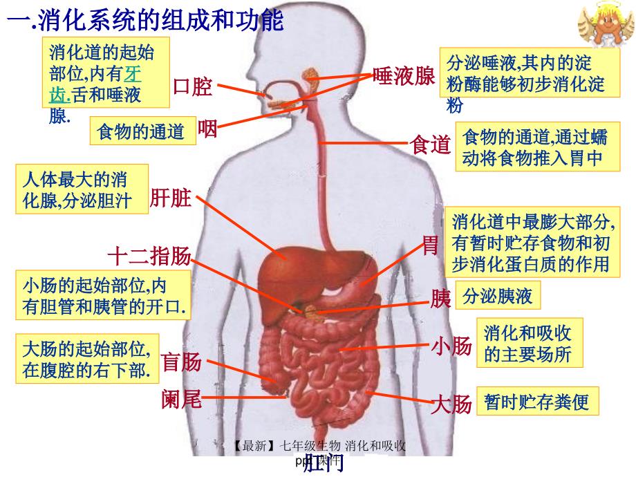 最新七年级生物消化和吸收ppt课件_第3页