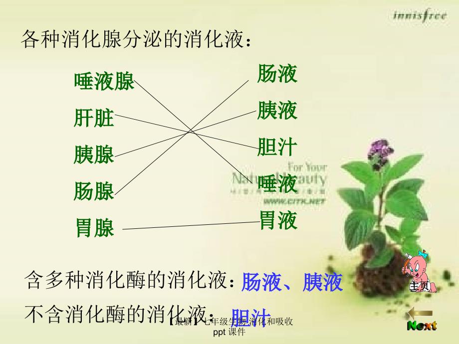 最新七年级生物消化和吸收ppt课件_第4页