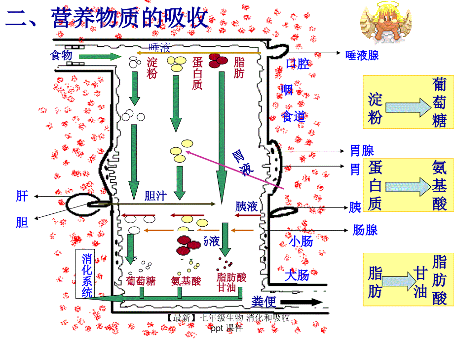 最新七年级生物消化和吸收ppt课件_第5页