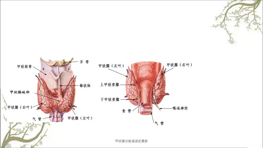 甲状腺功能减退症最新课件_第3页