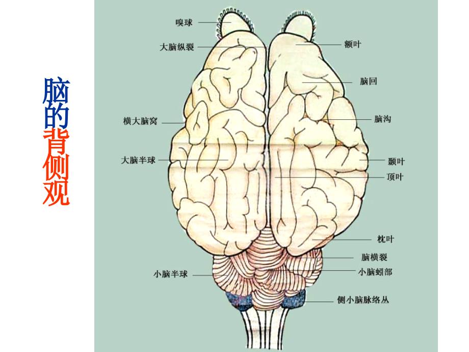 动物解剖学神经系PPT课件_第2页