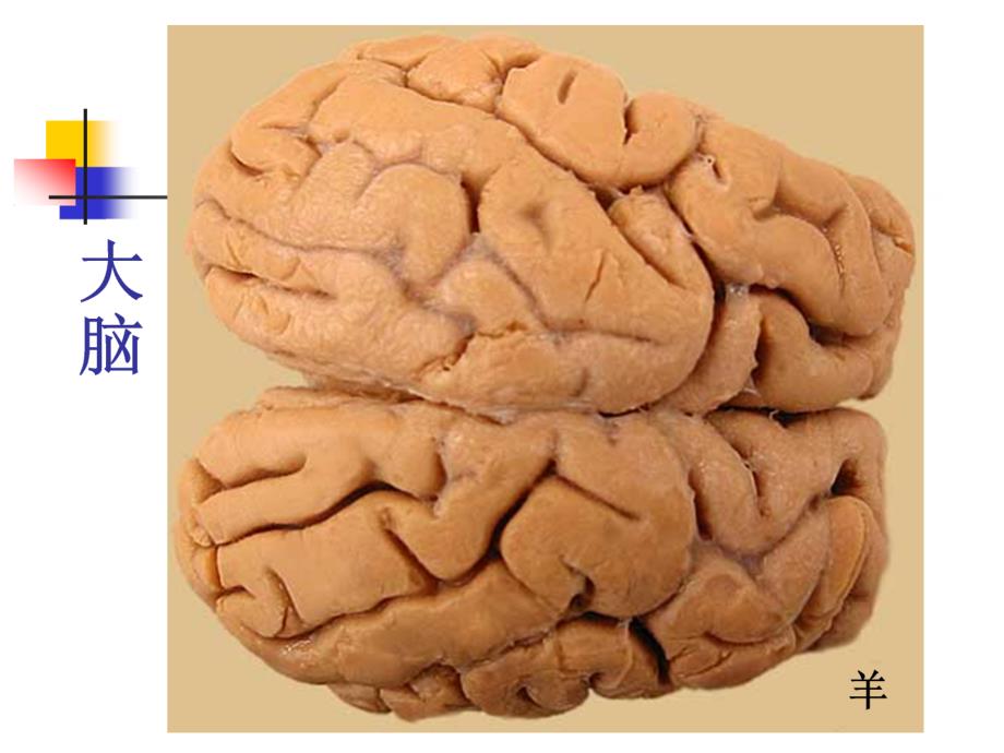 动物解剖学神经系PPT课件_第3页