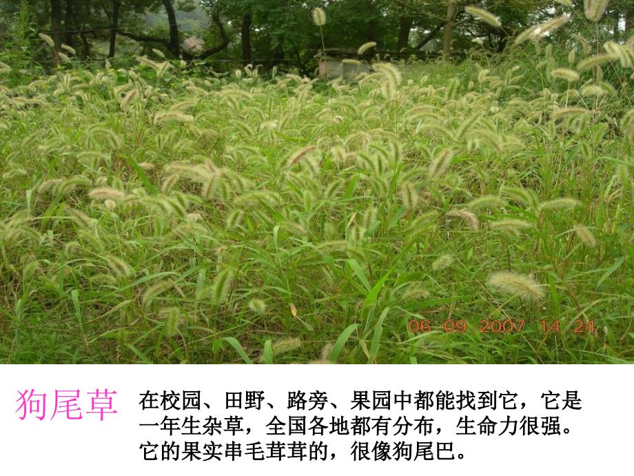 小学三年级科学上册大树和小草_第4页