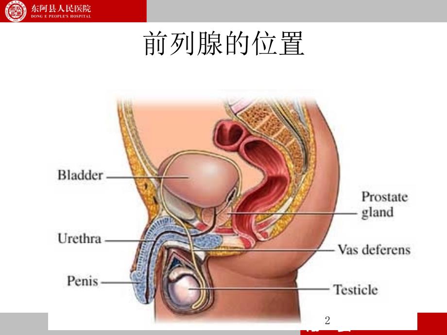 前列腺的解剖和生理PowerPoint 演示文稿_第2页