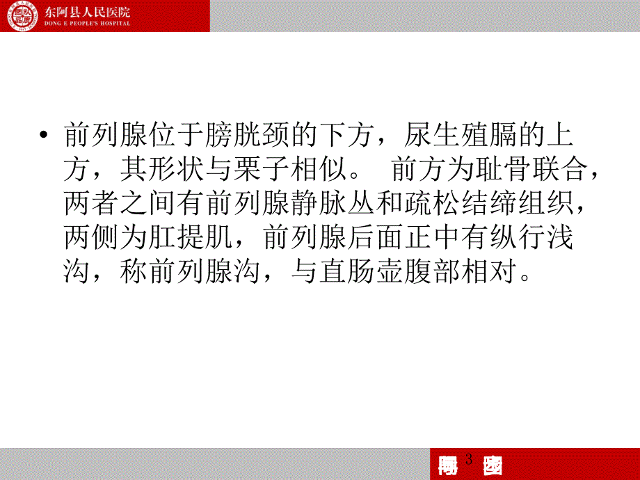 前列腺的解剖和生理PowerPoint 演示文稿_第3页