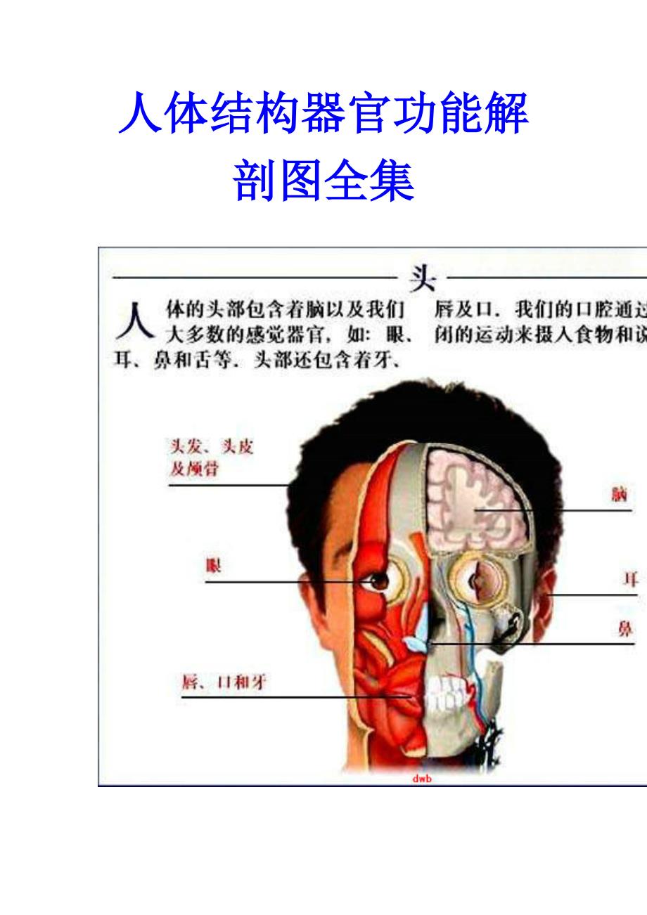 人体结构器官功能解剖图全集_第1页