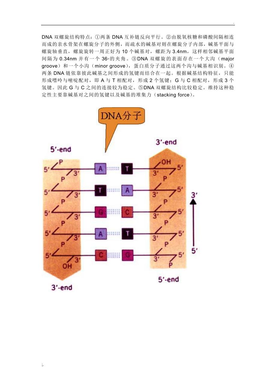 DNA双螺旋结构特点_第1页