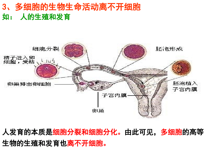 高一生物必修一第一节ppt_第4页