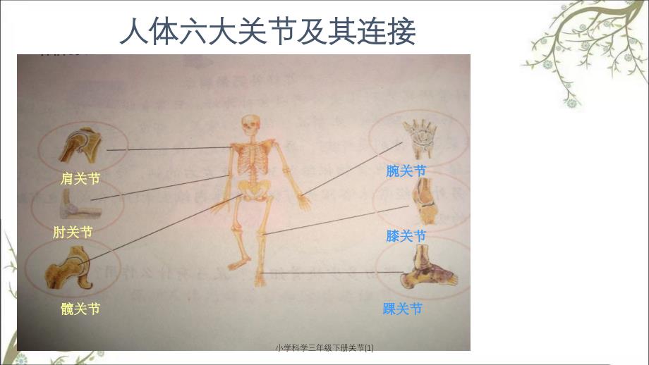 小学科学三年级下册关节1_第2页