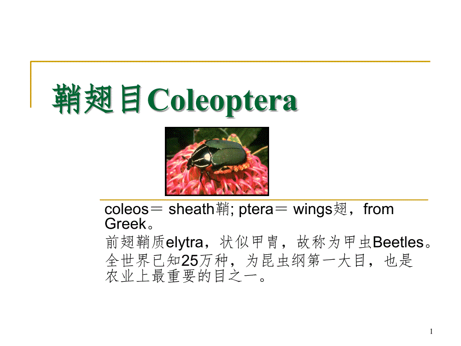 鞘翅目Cleoptera幻灯片_第1页