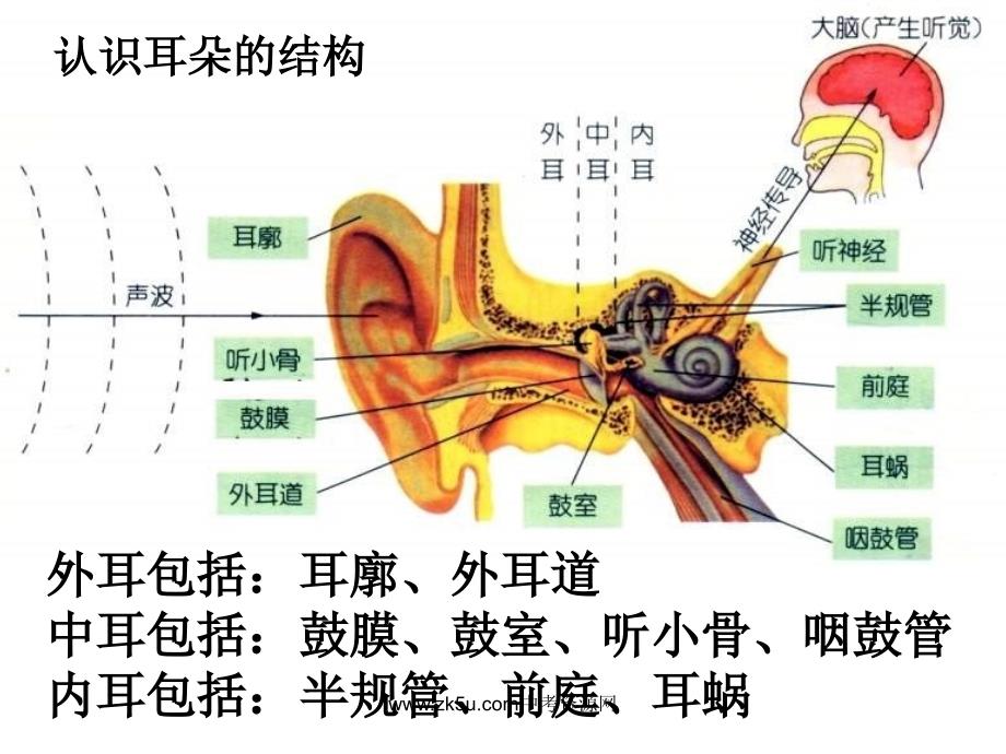 七级科学耳的结构与听觉的形成1_第2页