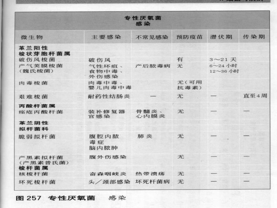 厌氧细菌及检验_第3页