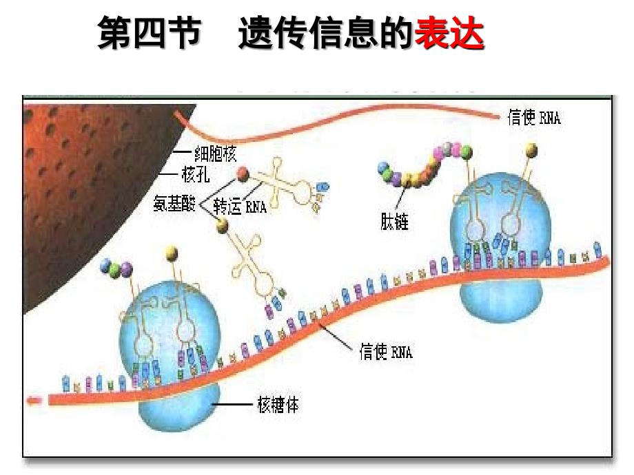 2019届遗传信息的表达(公开课)ppt课件_第1页