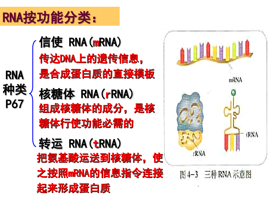 2019届遗传信息的表达(公开课)ppt课件_第4页