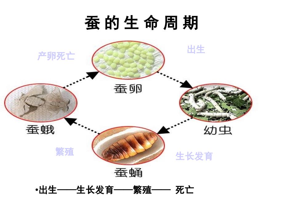 医学专题：其他动物的生命周期_第4页