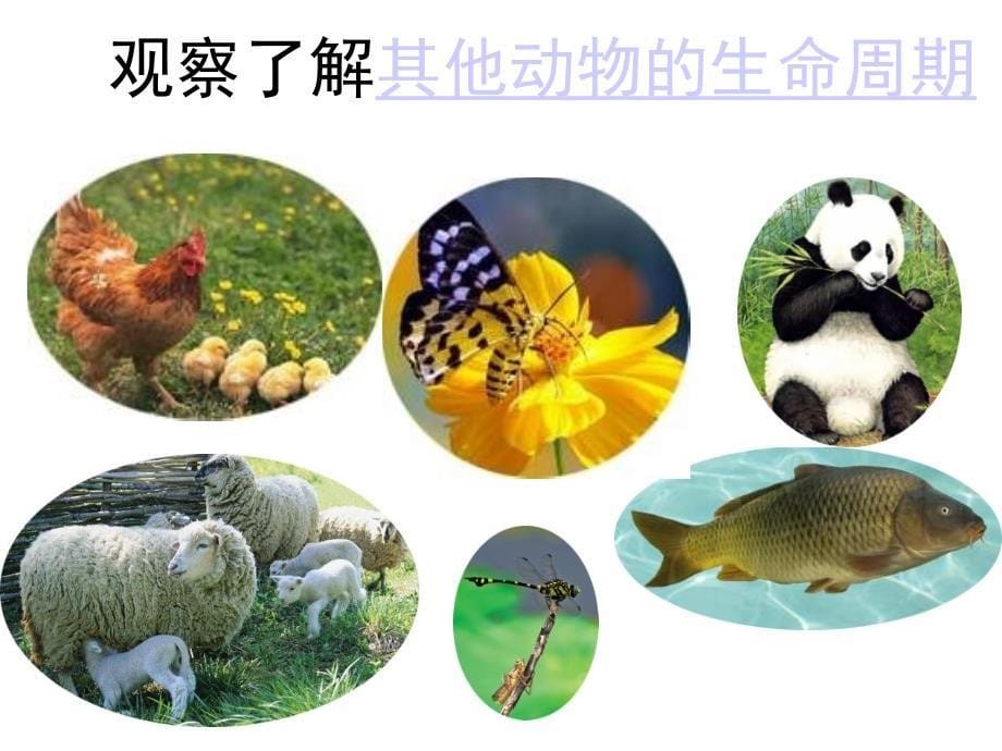 医学专题：其他动物的生命周期_第5页