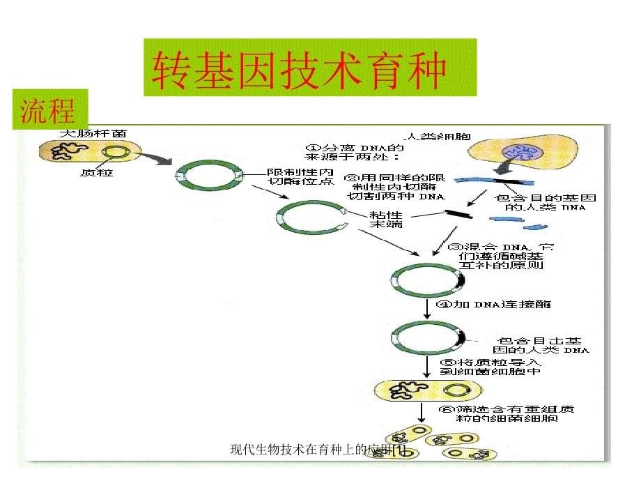 现代生物技术在育种上的应用1_第5页