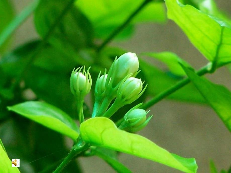 小学音乐茉莉芬芳课件_第3页