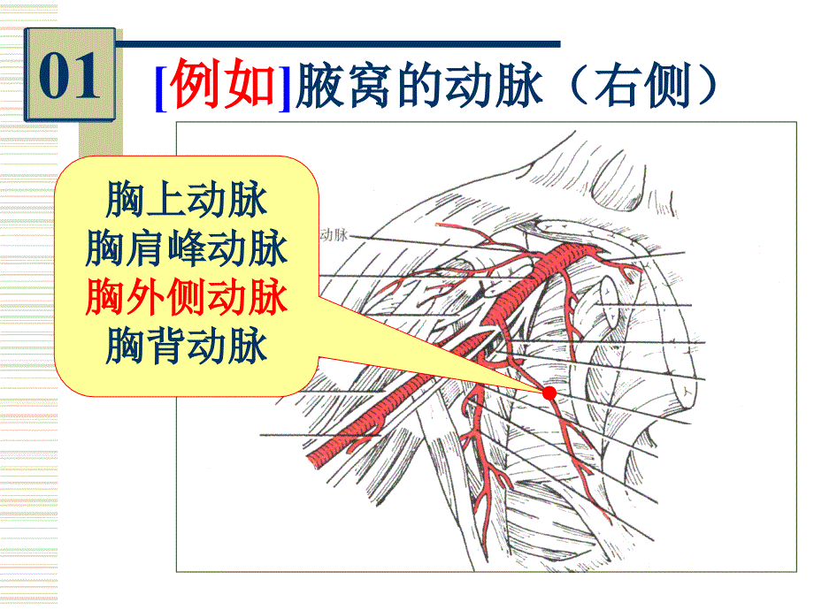 系统解剖学实验考试：系解实验 6-人体解剖教研室_第2页