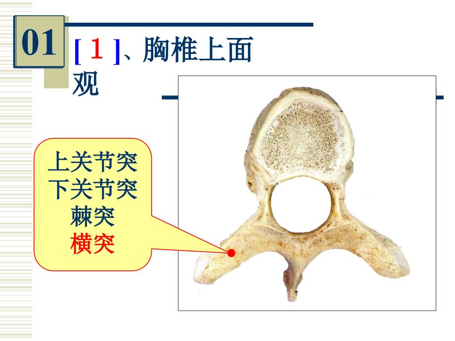 系统解剖学实验考试：系解实验 6-人体解剖教研室_第3页