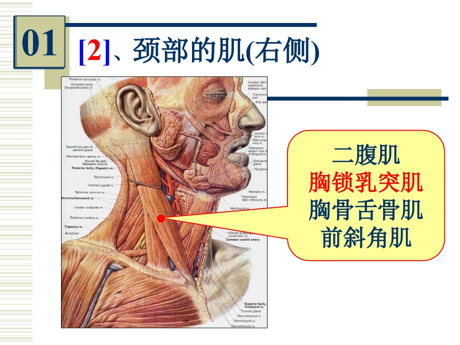 系统解剖学实验考试：系解实验 6-人体解剖教研室_第4页