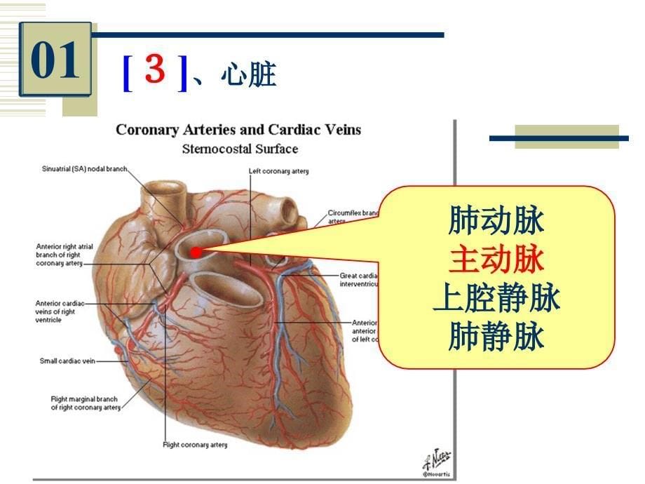 系统解剖学实验考试：系解实验 6-人体解剖教研室_第5页