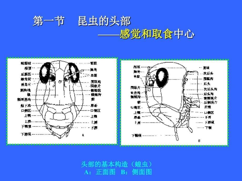 第一章昆虫的外部形态森_第5页