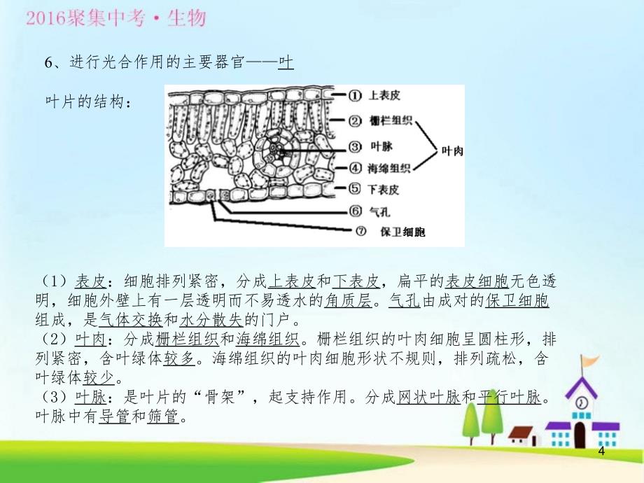 光合作用和呼吸作用PPT精品文档_第4页