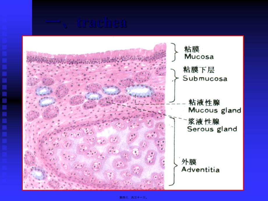 医学专题—呼吸系统--组织学和胚胎学12487_第4页