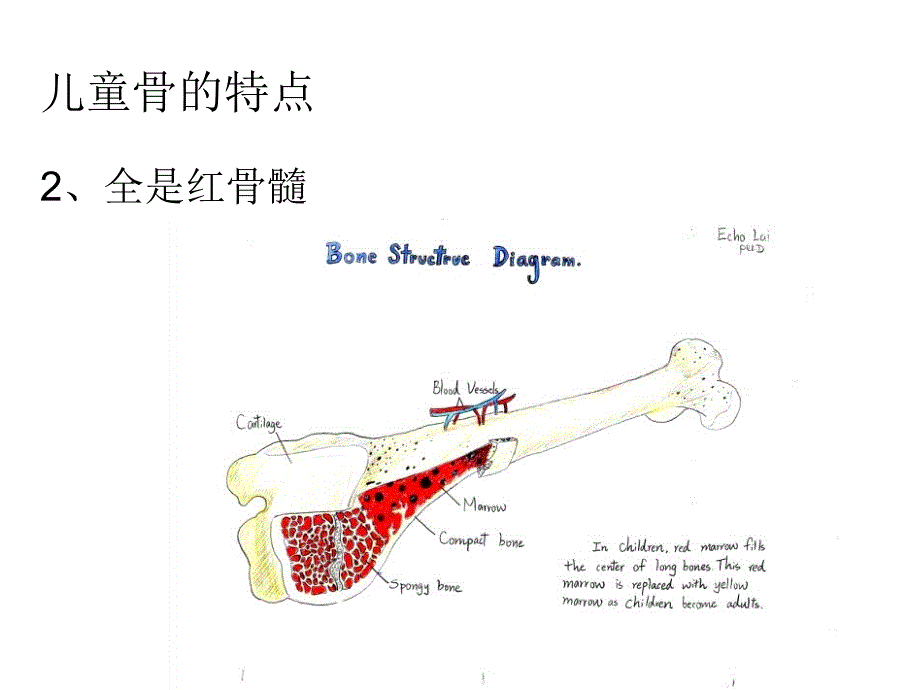 儿童骨的特点和骨折特点及预防PPT课件_第3页