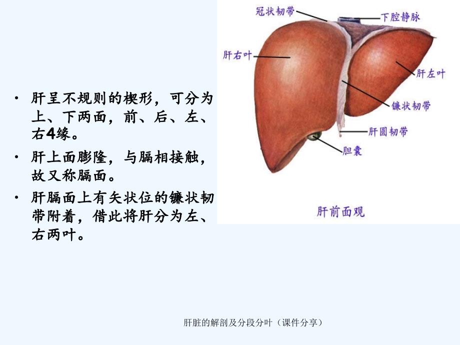 肝脏的解剖及分段分叶课件分享_第2页