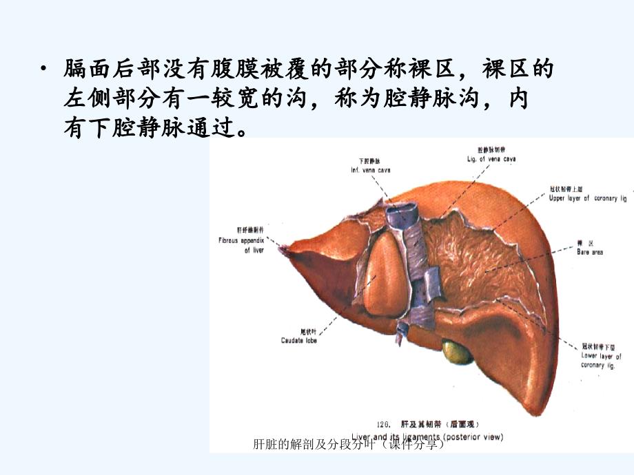 肝脏的解剖及分段分叶课件分享_第4页