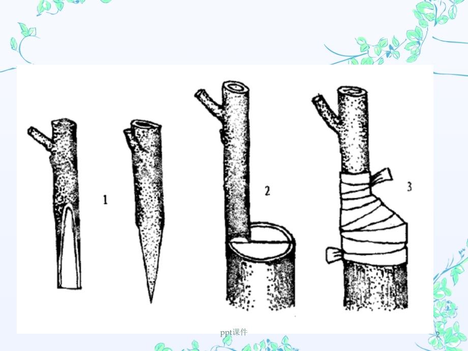 园林植物嫁接技术课件_第2页