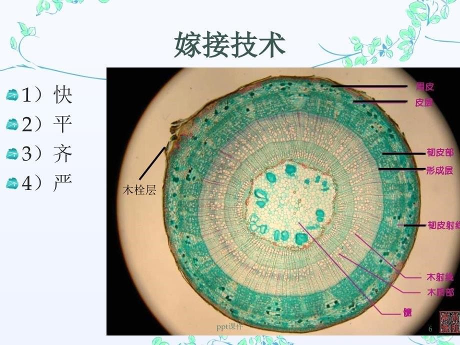 园林植物嫁接技术课件_第5页