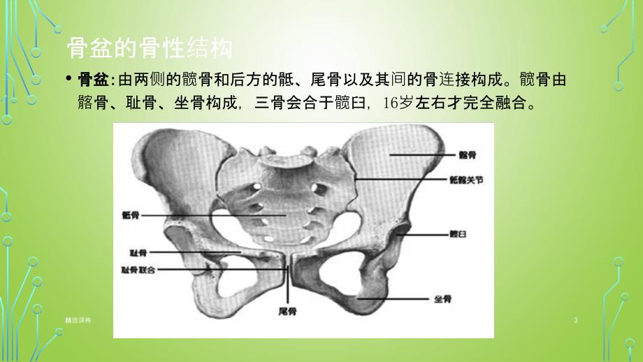 骨盆解剖课件_第3页