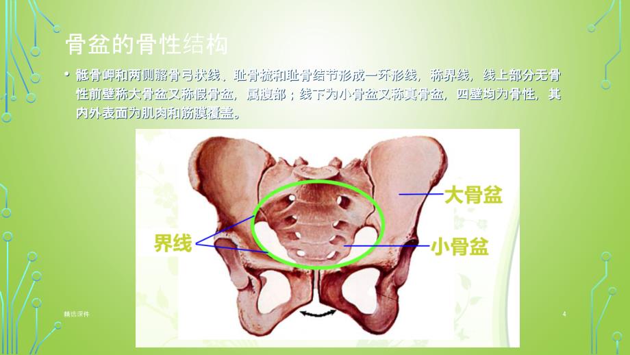 骨盆解剖课件_第4页