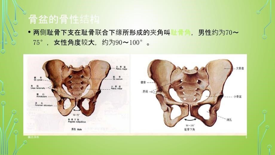 骨盆解剖课件_第5页