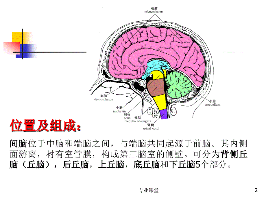 丘脑结构及功能骄阳书苑_第2页