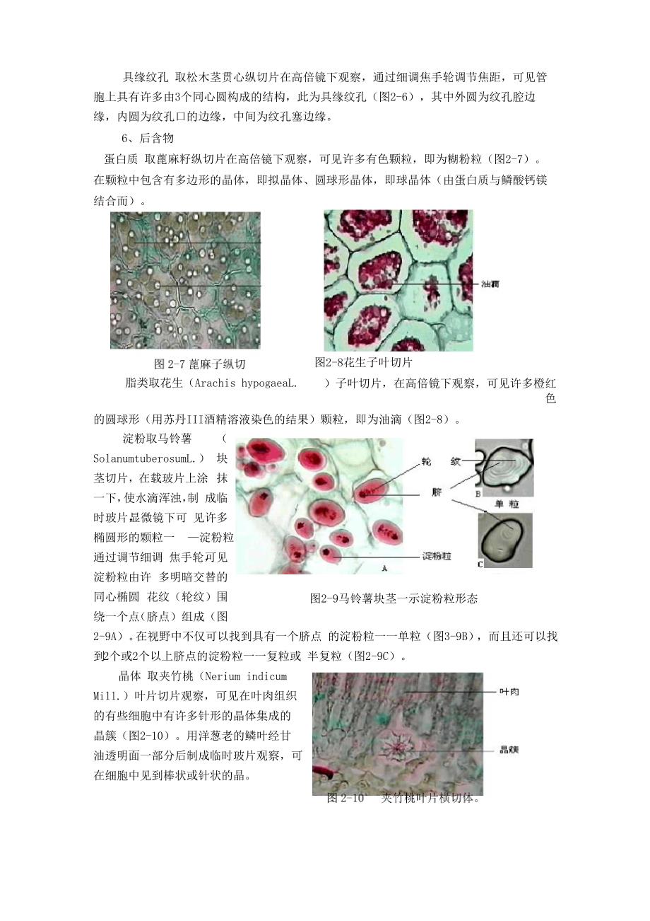 植物学实验 细胞及细胞结构_第4页