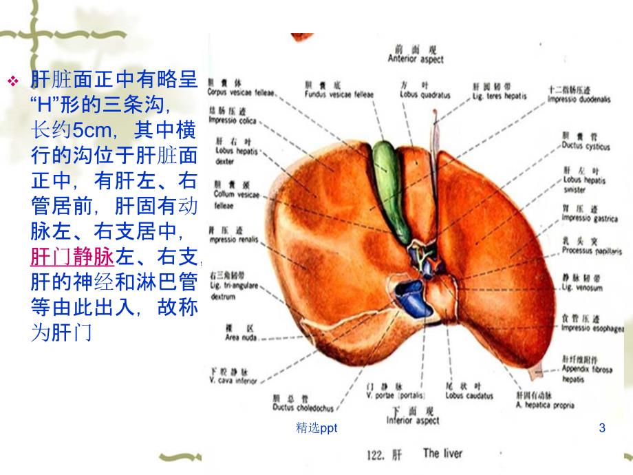 右半肝切除术课件_第3页