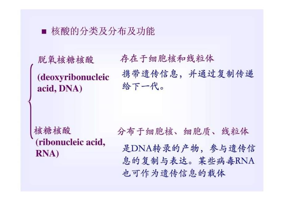 生物化学核酸的结构与功能_第3页