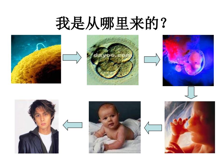 高二生物有丝分裂1_第2页