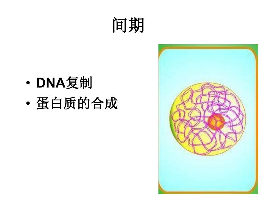 高二生物有丝分裂1_第4页