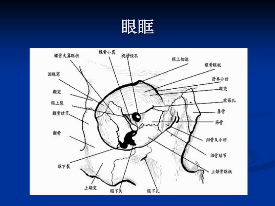 眼外肌解剖作用机理及同视机临床应用_第4页