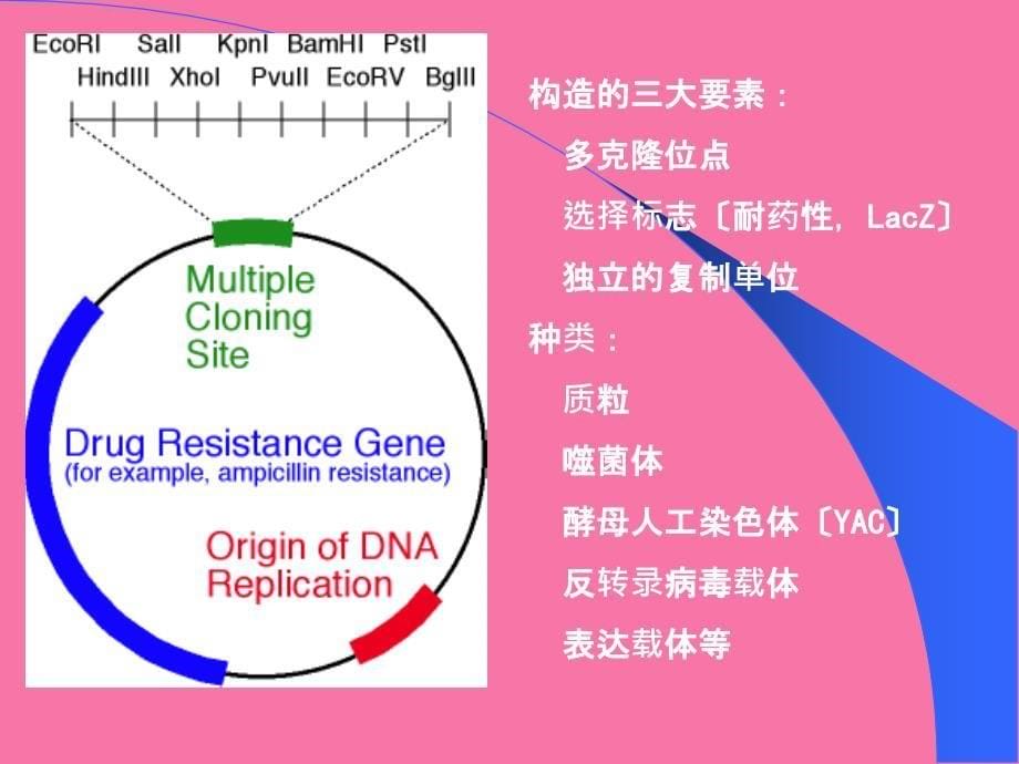 实验12质粒DNA的提取ppt课件_第5页