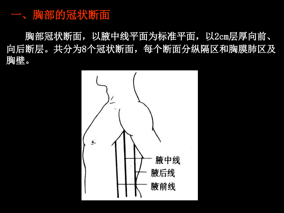 胸部冠矢状断面解剖_第3页