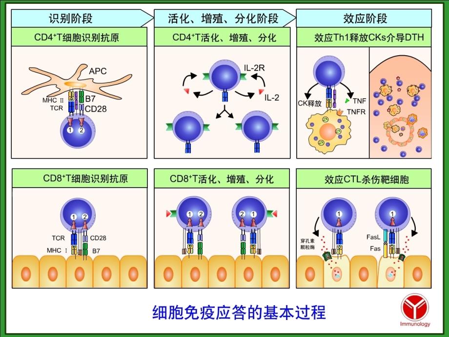 医学免疫学：第十二章 T细胞介导的免疫应答_第4页