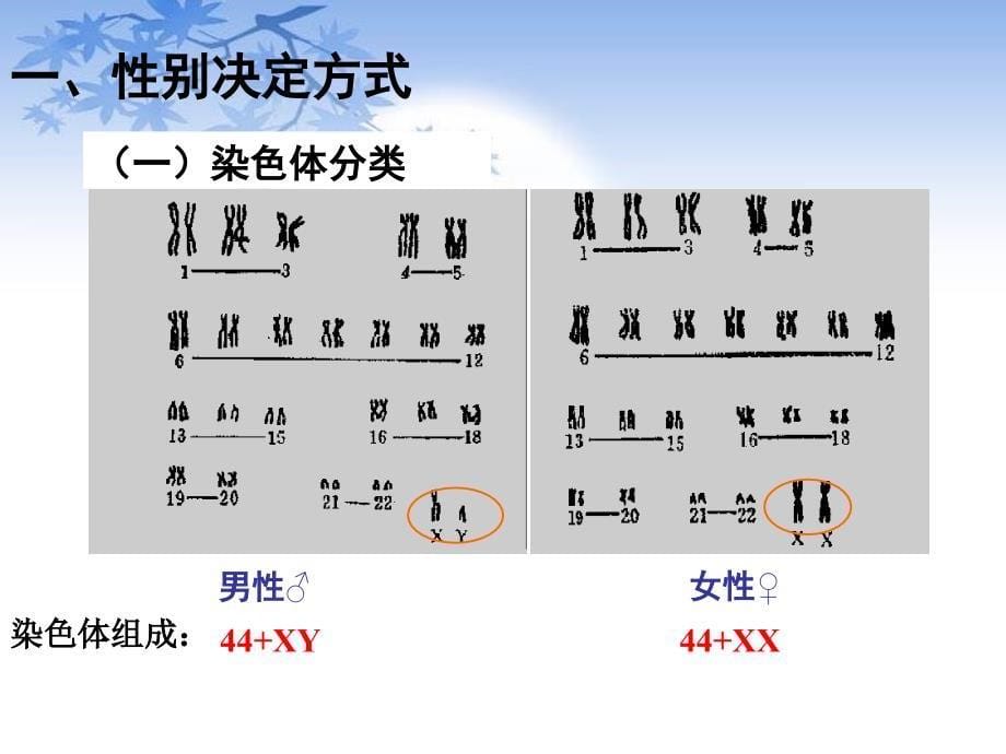 伴性遗传公开课精品课件ppt_第5页