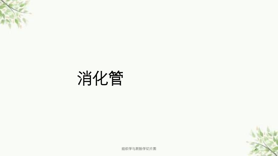 组织学与胚胎学切片图课件_第2页